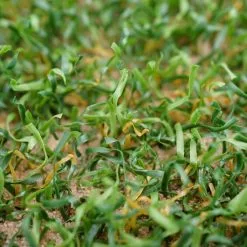 Polytan® Kunstrasen LigaGRASS® Synergy -DE Teamsport Verkäufe VG 003067 A02 ecommerce 7